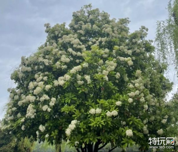 石楠花的味道是啥味道 石楠花的味道闻起来像什么